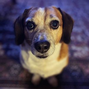 Meet your Posher, Mia